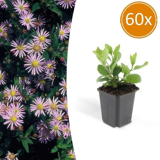 "Wildaster 'Asran' 60er-Set (Aster ageratoides) – winterharte Staude, Topf-Ø 9 cm, Höhe ca. 25 cm image"