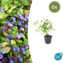 6x Ceratostigma plumbaginoides  - ↕10-25cm - Ø9cm