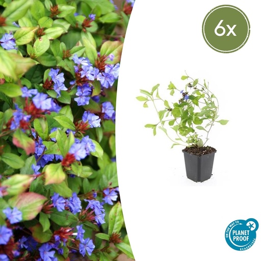 "6x Ceratostigma plumbaginoides  - ↕10-25cm - Ø9cm image"