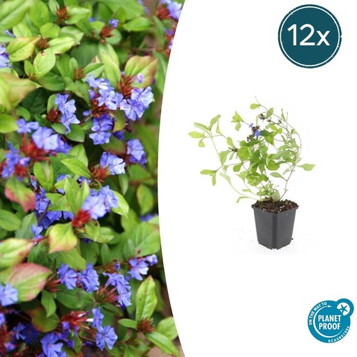 "Bleiwurz 12er-Set (Ceratostigma plumbaginoides) – winterharte Staude, Topf-Ø 9 cm, Höhe ca. 25 cm image"