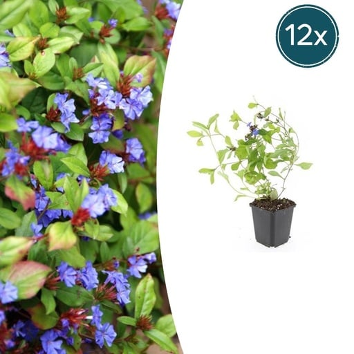 "Bleiwurz 12er-Set (Ceratostigma plumbaginoides) – winterharte Staude, Topf-Ø 9 cm, Höhe ca. 25 cm image"