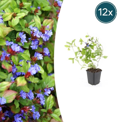 "Bleiwurz 12er-Set (Ceratostigma plumbaginoides) – winterharte Staude, Topf-Ø 9 cm, Höhe ca. 25 cm image"