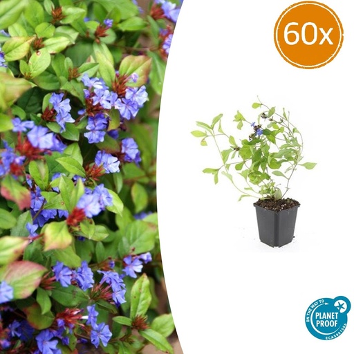 "60x Ceratostigma plumbaginoides  - ↕10-25cm - Ø9cm image"
