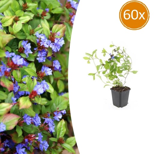 "Chinesische Bleiwurz 60er-Set (Ceratostigma plumbaginoides) – winterharte Bodendecker-Staude, Topf-Ø 9 cm, Höhe ca. 25 cm image"