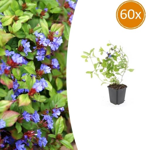 "Chinesische Bleiwurz 60er-Set (Ceratostigma plumbaginoides) – winterharte Bodendecker-Staude, Topf-Ø 9 cm, Höhe ca. 25 cm image"