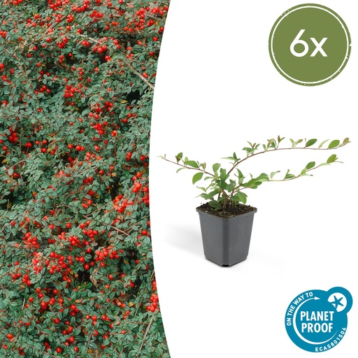 "6x Cotoneaster dam. 'Major' - ↕25cm - Ø9cm image"
