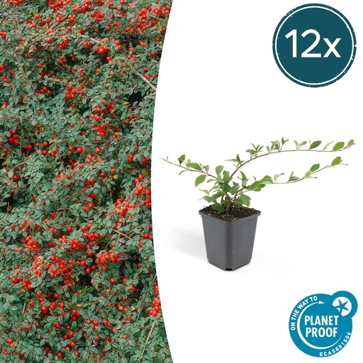 "12x Cotoneaster dam. 'Major' - ↕25cm - Ø9cm image"