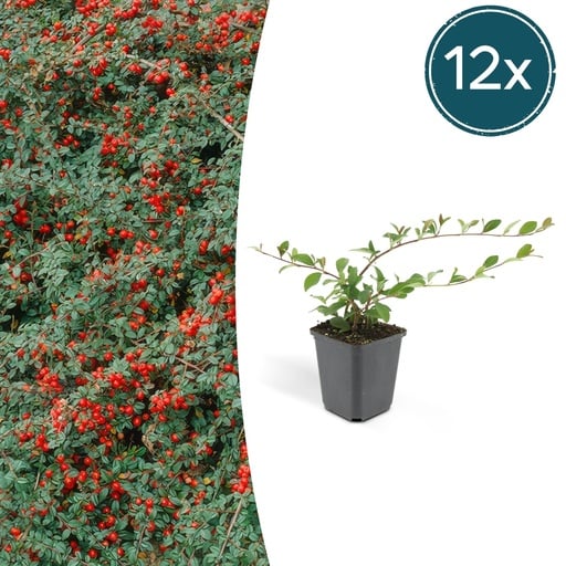 "Zwergmispel 'Major' 12er-Set (Cotoneaster dammeri) – winterharter Bodendecker, Topf-Ø 9 cm, Höhe ca. 25 cm image"