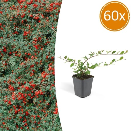 "Teppich-Zwergmispel 'Major' 60er-Set (Cotoneaster dammeri) – winterharter Bodendecker, Topf-Ø 9 cm, Höhe ca. 25 cm image"