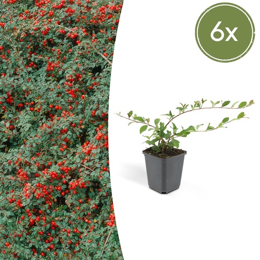 "Teppichmispel 6er-Set (Cotoneaster dammeri) – winterharter Bodendecker, Topf-Ø 9 cm, Höhe ca. 25 cm image"