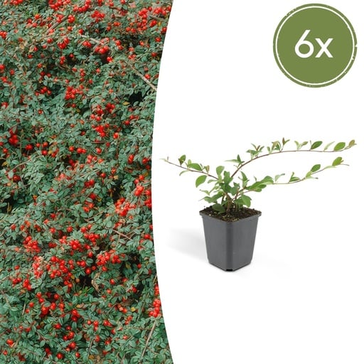 "Teppichmispel 6er-Set (Cotoneaster dammeri) – winterharter Bodendecker, Topf-Ø 9 cm, Höhe ca. 25 cm image"