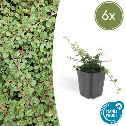 "6x Cotoneaster pr. 'Queen of Carpets' - ↕10-25cm - Ø9cm image"