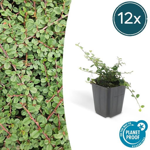 "12x Cotoneaster pr. 'Queen of Carpets' - ↕10-25cm - Ø9cm image"