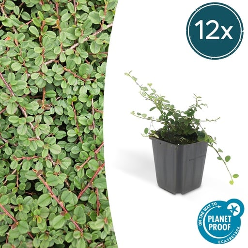 "12x Cotoneaster pr. 'Queen of Carpets' - ↕10-25cm - Ø9cm image"