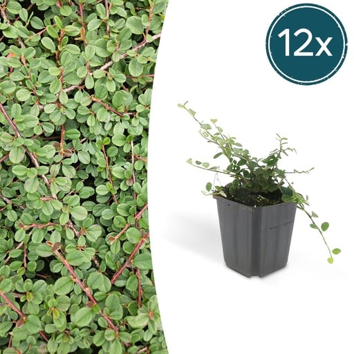"Zickzackstrauch 'Queen of Carpets' 12er-Set (Cotoneaster) – winterharter Zierstrauch, Topf-Ø 9 cm, Höhe ca. 25 cm image"