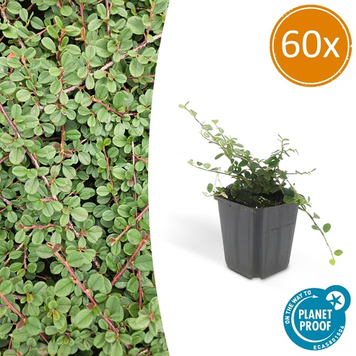 "60x Cotoneaster pr. 'Queen of Carpets' - ↕10-25cm - Ø9cm image"