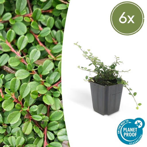 "6x Cotoneaster pr. 'Streib's Findling' - ↕10-25cm - Ø9cm image"