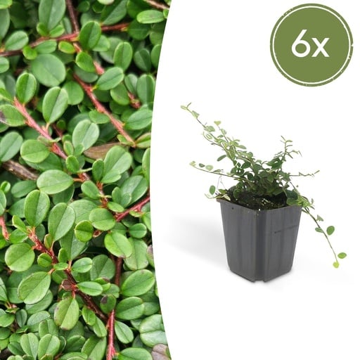 "Zwergmispel 'Streib' 6er-Set (Cotoneaster dammeri) – winterharter Bodendecker, Topf-Ø 9 cm, Höhe ca. 25 cm image"