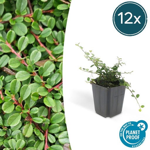 "12x Cotoneaster pr. 'Streib's Findling' - ↕10-25cm - Ø9cm image"