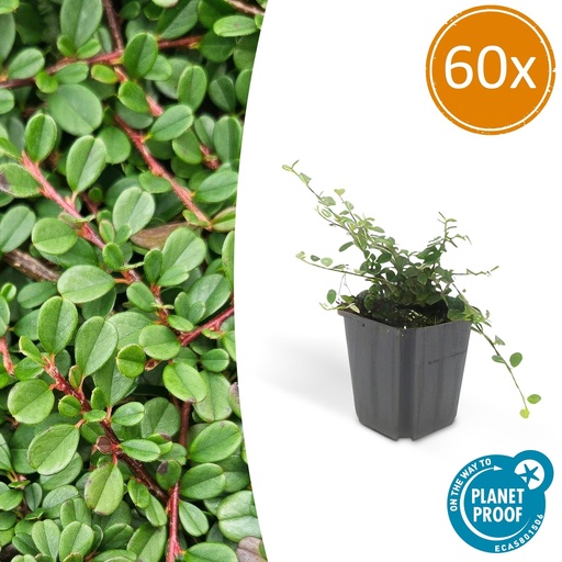 "60x Cotoneaster pr. 'Streib's Findling' - ↕10-25cm - Ø9cm image"