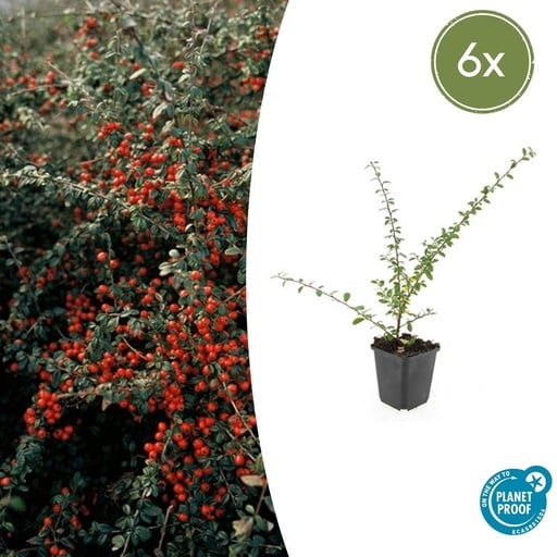 "6x Cotoneaster suec. 'Coral Beauty' - ↕10-25cm - Ø9cm image"