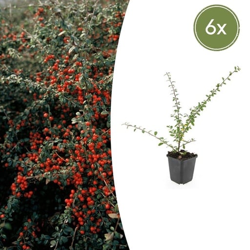 "Schwedische Zwergmispel 'Coral Beauty' 6er-Set (Cotoneaster suecicus) – winterharter Bodendecker, Topf-Ø 9 cm, Höhe ca. 25 cm image"
