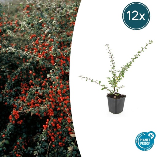 "12x Cotoneaster suec. 'Coral Beauty' - ↕10-25cm - Ø9cm image"