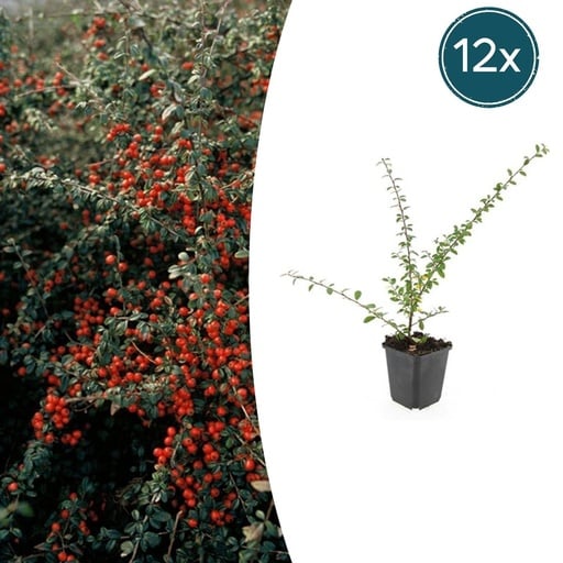 "Schwedische Zwergmispel 'Coral Beauty' 12er-Set (Cotoneaster suecicus) – winterharter Bodendecker-Strauch, Topf-Ø 9 cm, Höhe ca. 25 cm image"