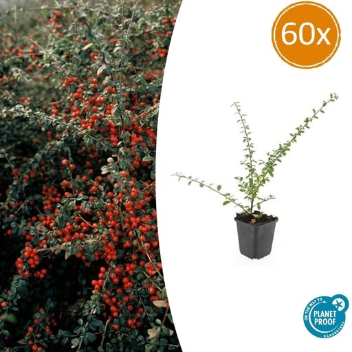 "Schwedische Zwergmispel 'Coral Beauty' 60er-Set (Cotoneaster suecicus) – winterharter Bodendecker, Topf-Ø 9 cm, Höhe ca. 25 cm image"