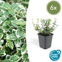 6x Euonymus fort. 'Emerald Gaiety' - ↕10-25cm - Ø9cm