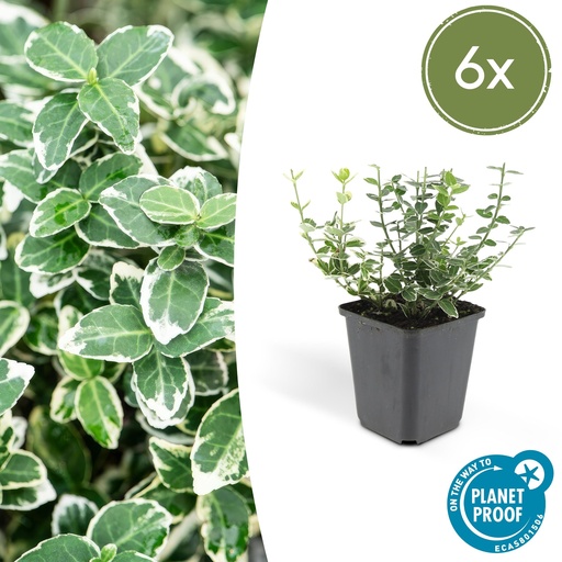 "6x Euonymus fort. 'Emerald Gaiety' - ↕10-25cm - Ø9cm image"