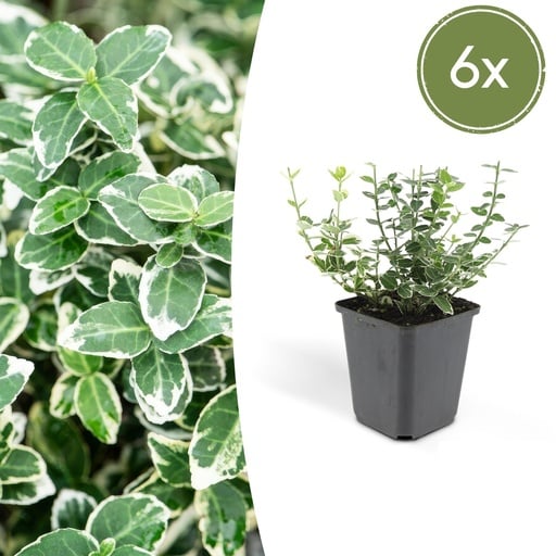 "Kriechspindel 'Emerald Gaiety' 6er-Set (Euonymus fortunei) – winterharter immergrüner Bodendecker, Topf-Ø 9 cm, Höhe ca. 25 cm image"