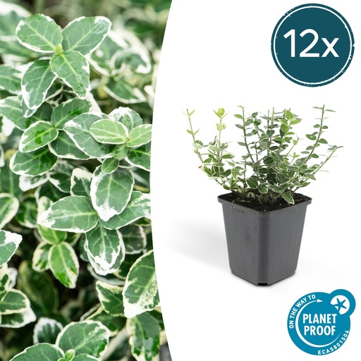 "12x Euonymus fort. 'Emerald Gaiety' - ↕10-25cm - Ø9cm image"