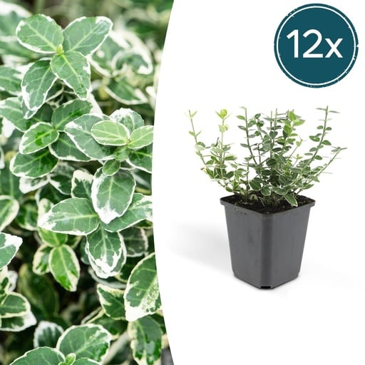 "Kriechspindel 'Emerald Gaiety' 12er-Set (Euonymus fortunei) – winterharter Bodendecker, Topf-Ø 9 cm, Höhe ca. 25 cm image"