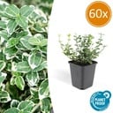 60x Euonymus fort. 'Emerald Gaiety' - ↕10-25cm - Ø9cm