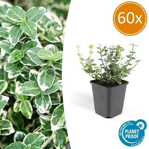 "Immergrüne Kriechspindel 'Emerald Gaiety' 60er-Set (Euonymus fortunei) – winterharter immergrüner Bodendecker, Topf-Ø 9 cm, Höhe ca. 25 cm image"