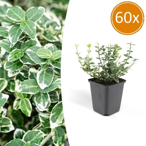 "Immergrüne Kriechspindel 'Emerald Gaiety' 60er-Set (Euonymus fortunei) – winterharter immergrüner Bodendecker, Topf-Ø 9 cm, Höhe ca. 25 cm image"