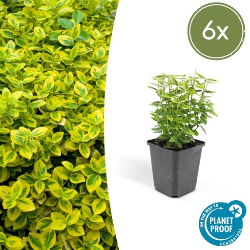 "6x Euonymus fort. 'Emerald 'n Gold’ - ↕10-25cm - Ø9cm image"