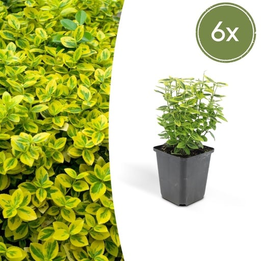 "Kriechspindel 'Emerald ' 6er-Set (Euonymus fortunei) – winterharter Bodendecker, Topf-Ø 9 cm, Höhe ca. 25 cm image"