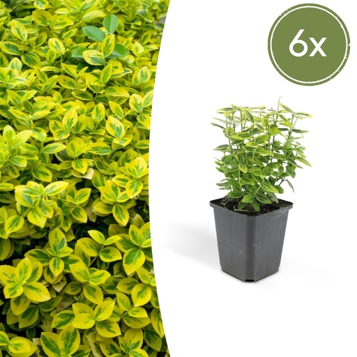 "Kriechspindel 'Emerald ' 6er-Set (Euonymus fortunei) – winterharter Bodendecker, Topf-Ø 9 cm, Höhe ca. 25 cm image"