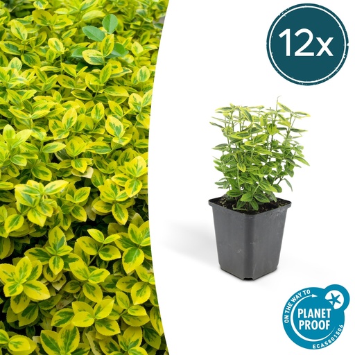 "12x Euonymus fort. 'Emerald 'n Gold’ - ↕10-25cm - Ø9cm image"