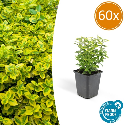 "Kriechspindel 'Emerald ' 60er-Set (Euonymus fortunei) – winterharter immergrüner Bodendecker, Topf-Ø 9 cm, Höhe ca. 25 cm image"