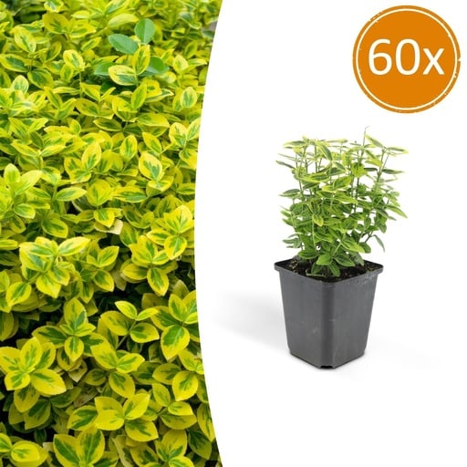 "Kriechspindel 'Emerald ' 60er-Set (Euonymus fortunei) – winterharter immergrüner Bodendecker, Topf-Ø 9 cm, Höhe ca. 25 cm image"