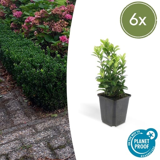 "Japanischer Spindelstrauch 6er-Set (Euonymus japonicus) – winterharter Zierstrauch, Topf-Ø 9 cm, Höhe ca. 25 cm image"