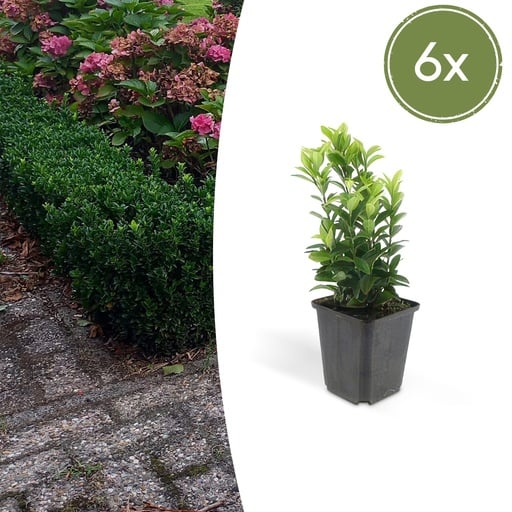 "Japanischer Spindelstrauch 6er-Set (Euonymus japonicus) – winterharter Zierstrauch, Topf-Ø 9 cm, Höhe ca. 25 cm image"