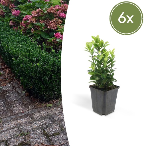 "Japanischer Spindelstrauch 'Green Spire' 6er-Set (Euonymus japonicus) – winterharter immergrüner Strauch, Topf-Ø 9 cm, Höhe ca. 10–25 cm image"