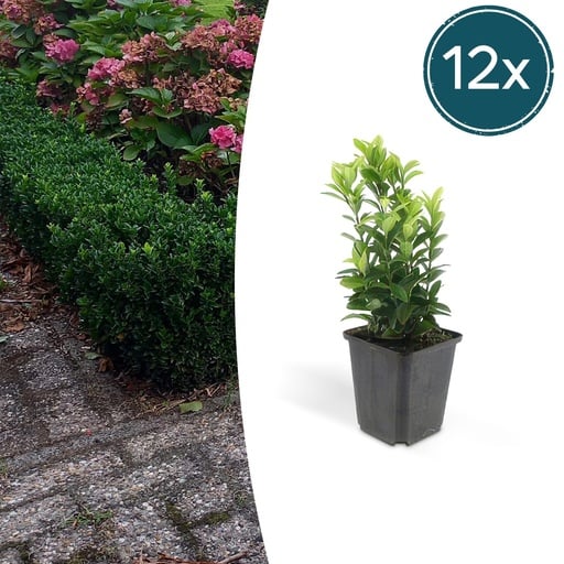 "Japanischer Spindelstrauch 12er-Set (Euonymus japonicus) – winterharter immergrüner Strauch, Topf-Ø 9 cm, Höhe ca. 25 cm image"