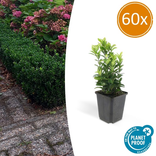 "60x Euonymus jap. Green Spire - ↕10-25cm - Ø9cm image"