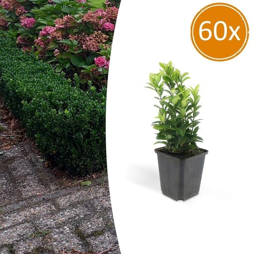 "Japanischer Spindelstrauch 60er-Set (Euonymus japonicus) – winterharter immergrüner Strauch, Topf-Ø 9 cm, Höhe ca. 25 cm image"