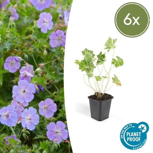 "6x Geranium Rozanne - ↕10-25cm - Ø9cm image"